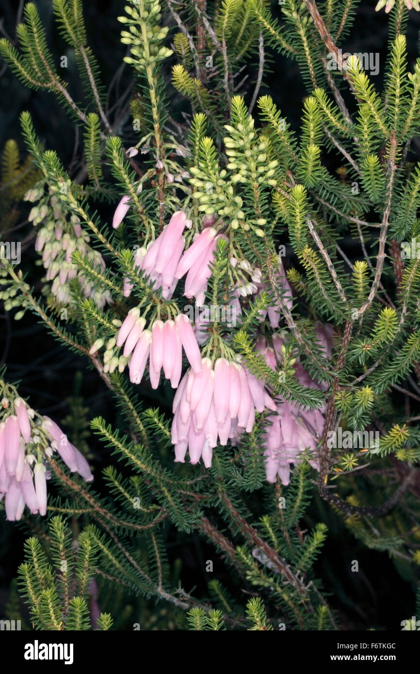 Bridal Heath / Albertinia Heath- Erica baueri / bauera- Famiglia Ericaceae Foto Stock