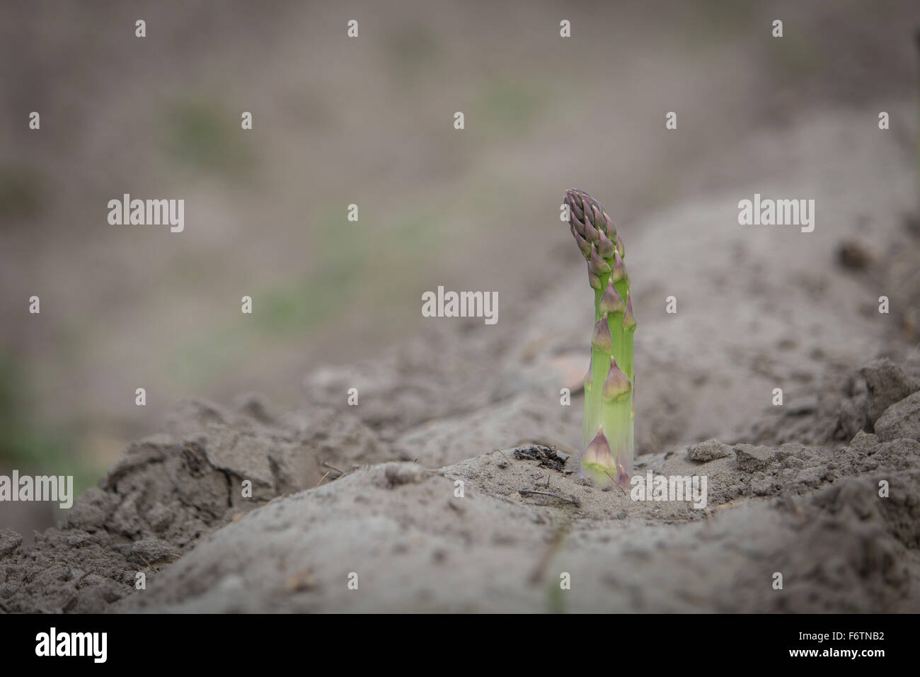 Gli asparagi lancia su un campo nel maggio Foto Stock