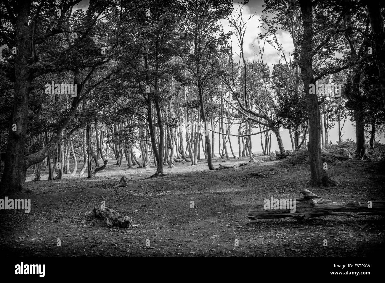In bianco e nero girato di una foresta Foto Stock