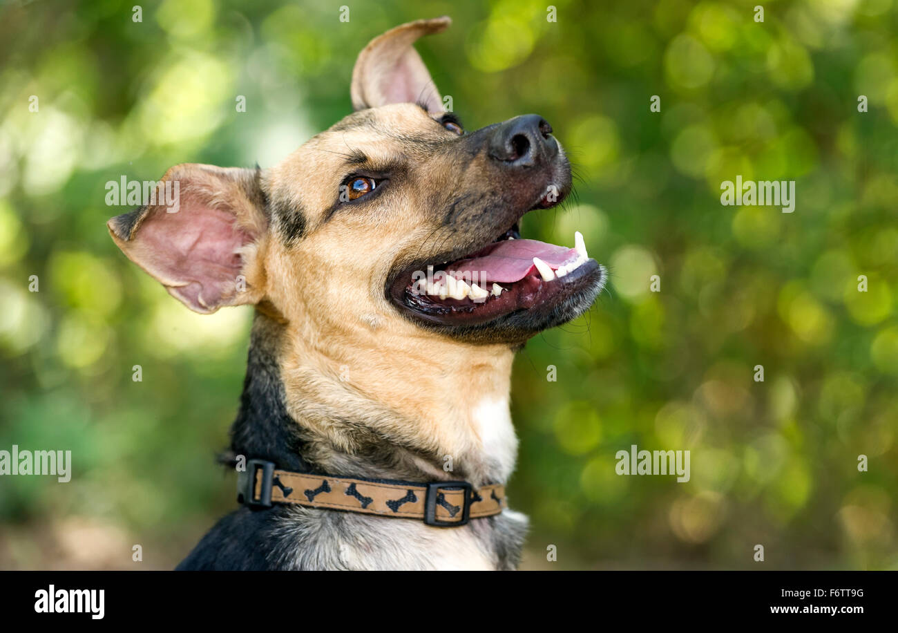Happy dog è una sorridenti closeup di un pastore tedesco cane guardando come ridere mentre la riproduzione all'esterno. ridere Foto Stock