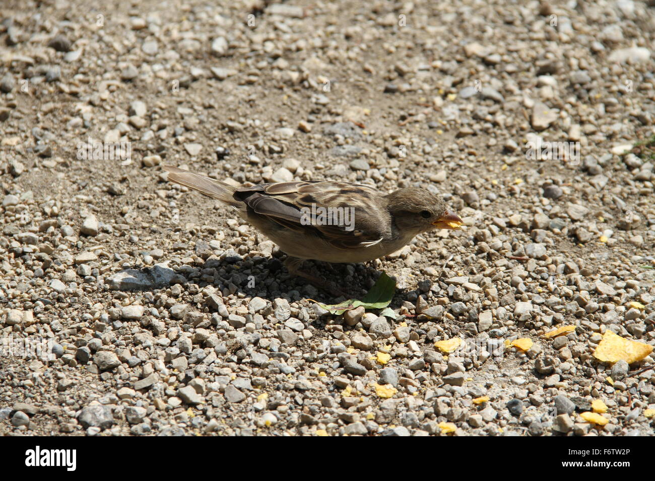 Piccolo passero mangiare le briciole Foto Stock