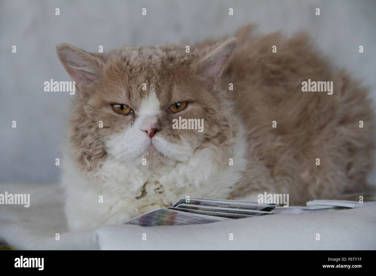 A Selkirk Rex cat, che stabilisce rilassati guardando la telecamera Foto Stock