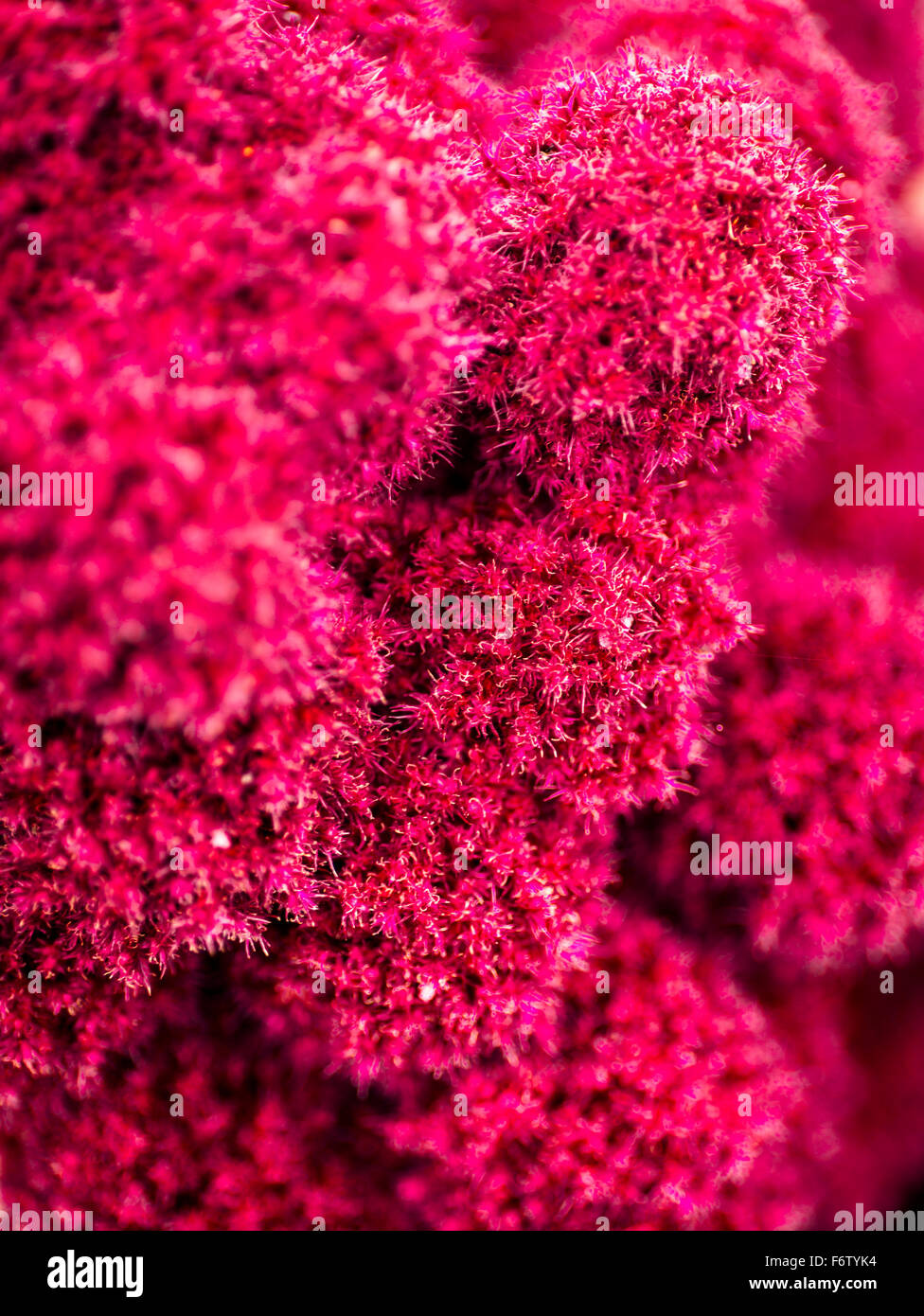 Infiorescenza di Staghorn sumac, close-up Foto Stock