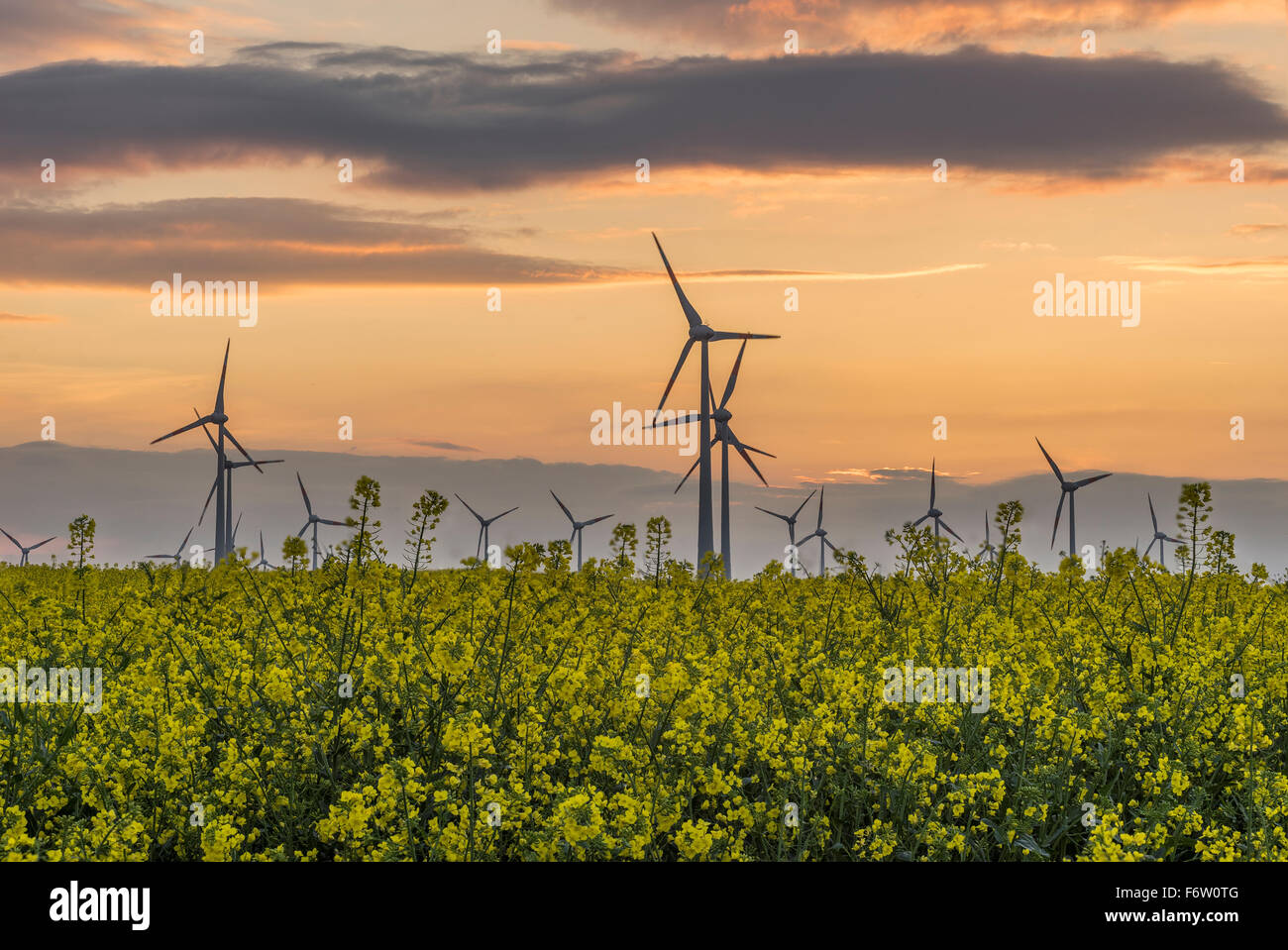 Wind Farm e campo di colza al tramonto Foto Stock
