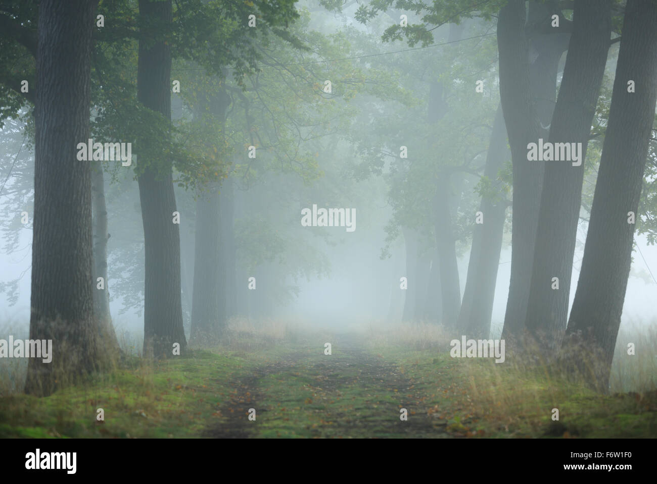 Lane di alberi durante una mattinata nebbiosa a inizio autunno. Foto Stock