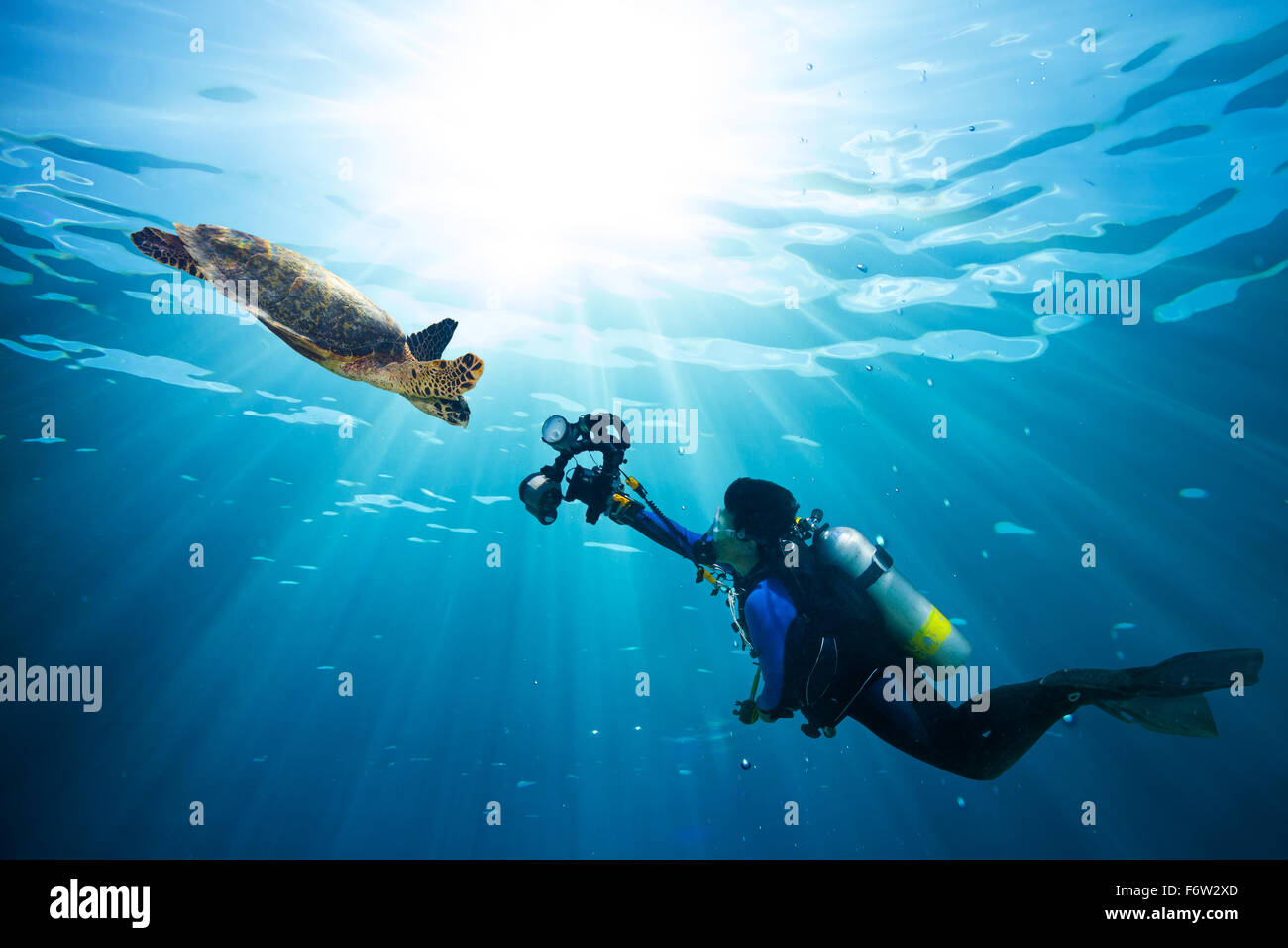 Tuffatore prende foto di tartarughe di mare nel blu oceano Foto Stock