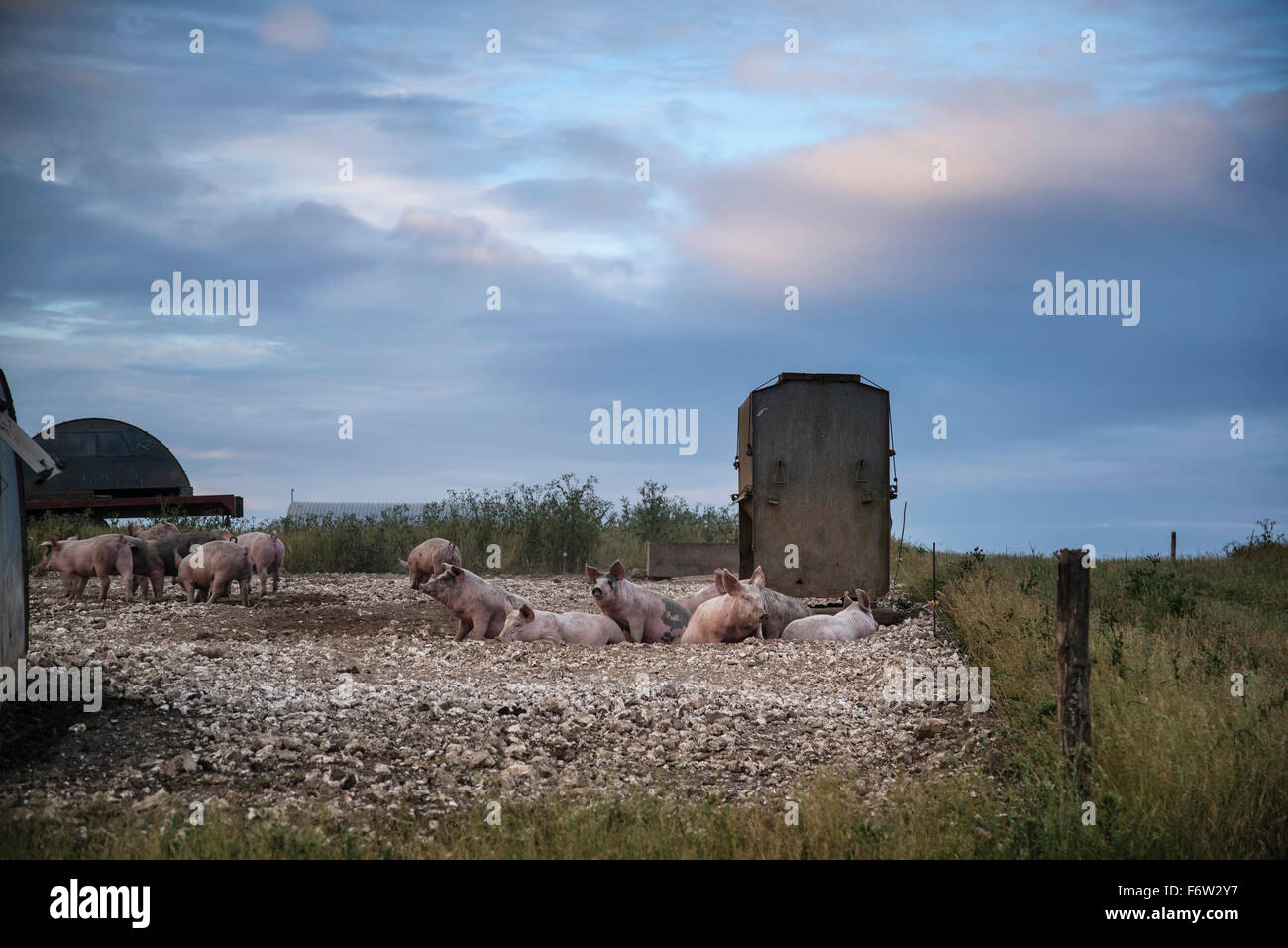 Allevamento suino su South Downs nel Sussex paesaggio di campagna Foto Stock