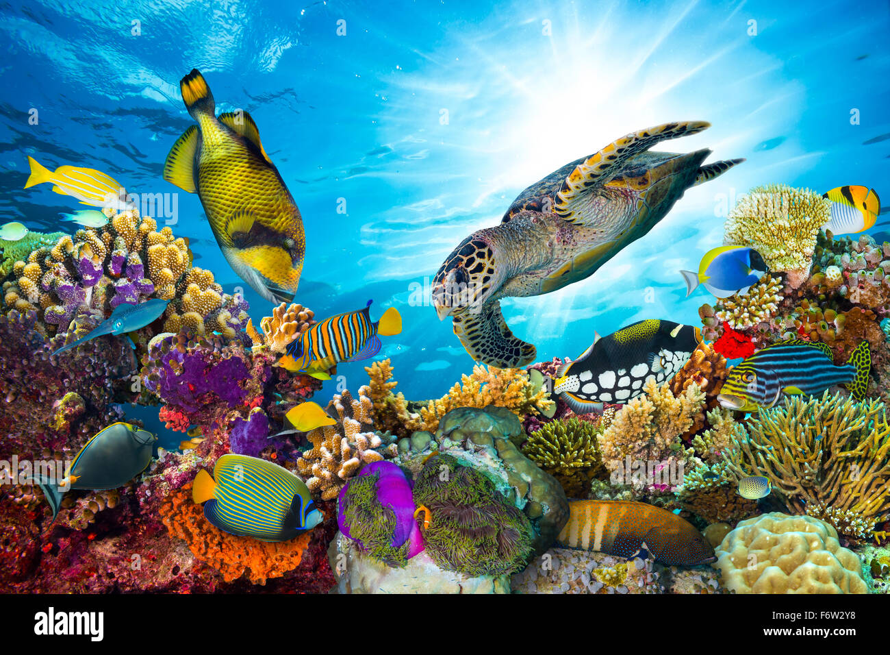 Colorata barriera corallina con molti pesci e tartarughe di mare Foto Stock
