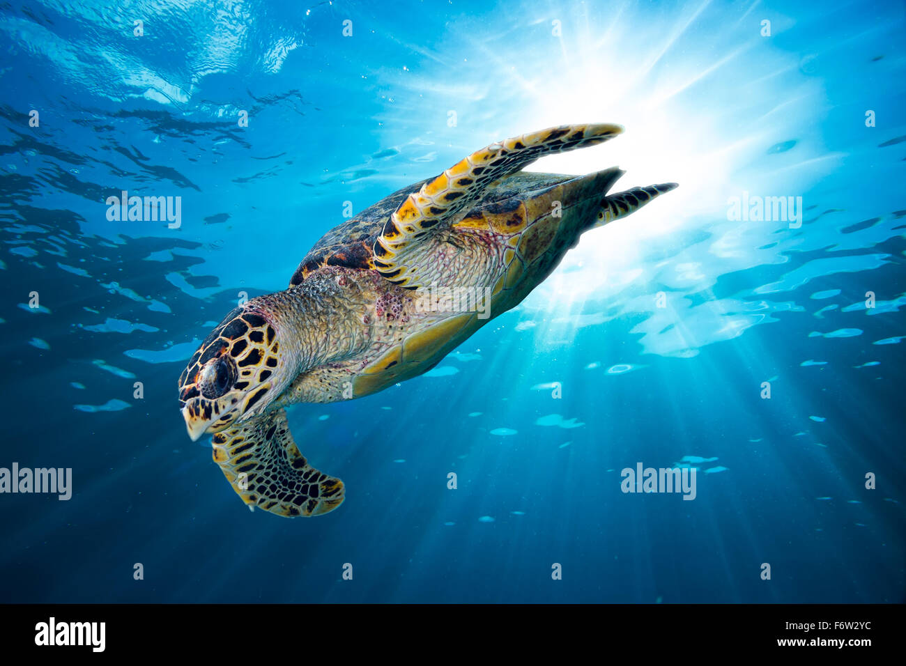 Hawksbill tartaruga di mare a immergersi nel blu profondo oceano contro la luce del sole Foto Stock