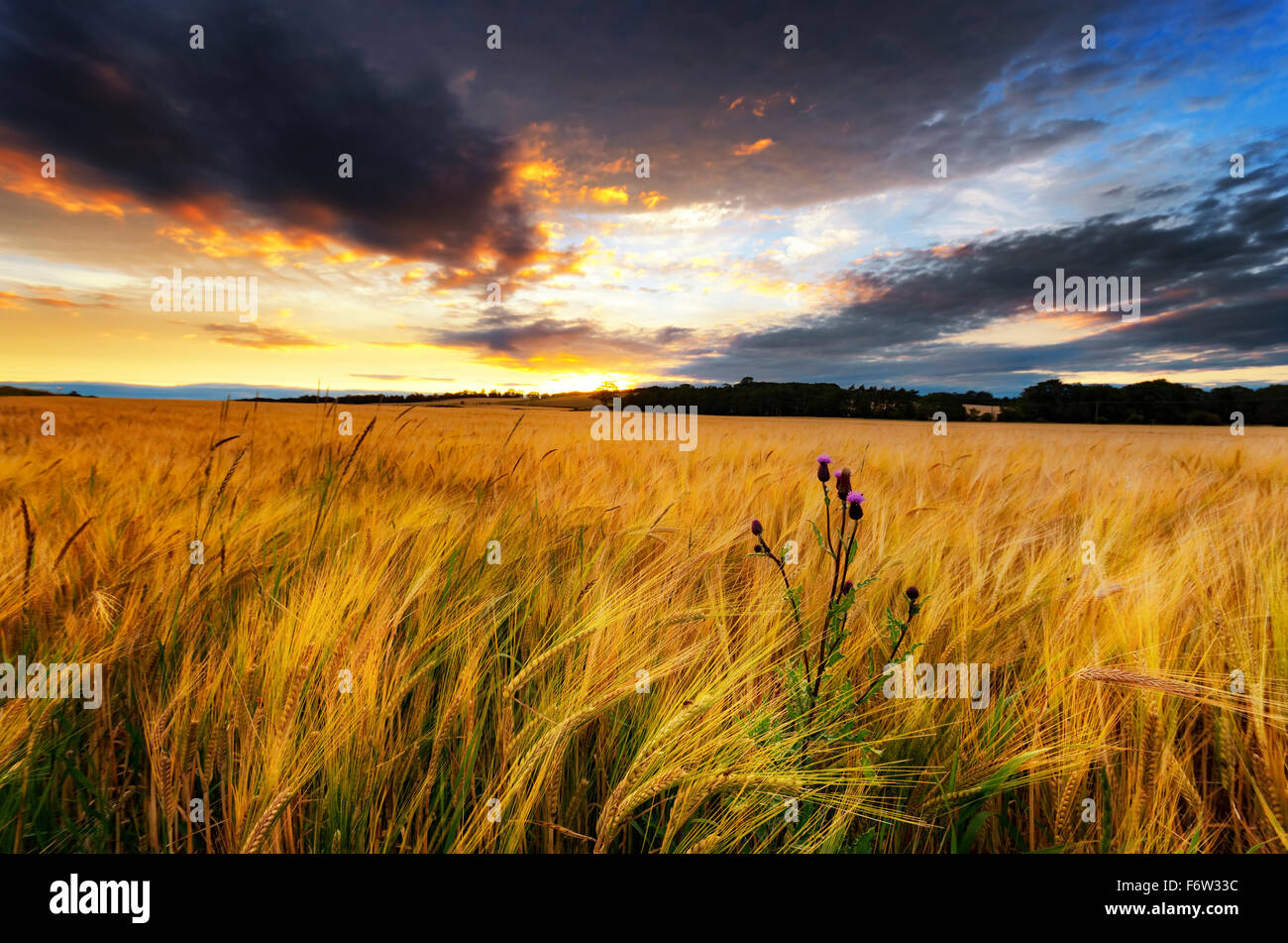 La Scozia, East Lothian, campo di orzo e thistle al tramonto Foto Stock