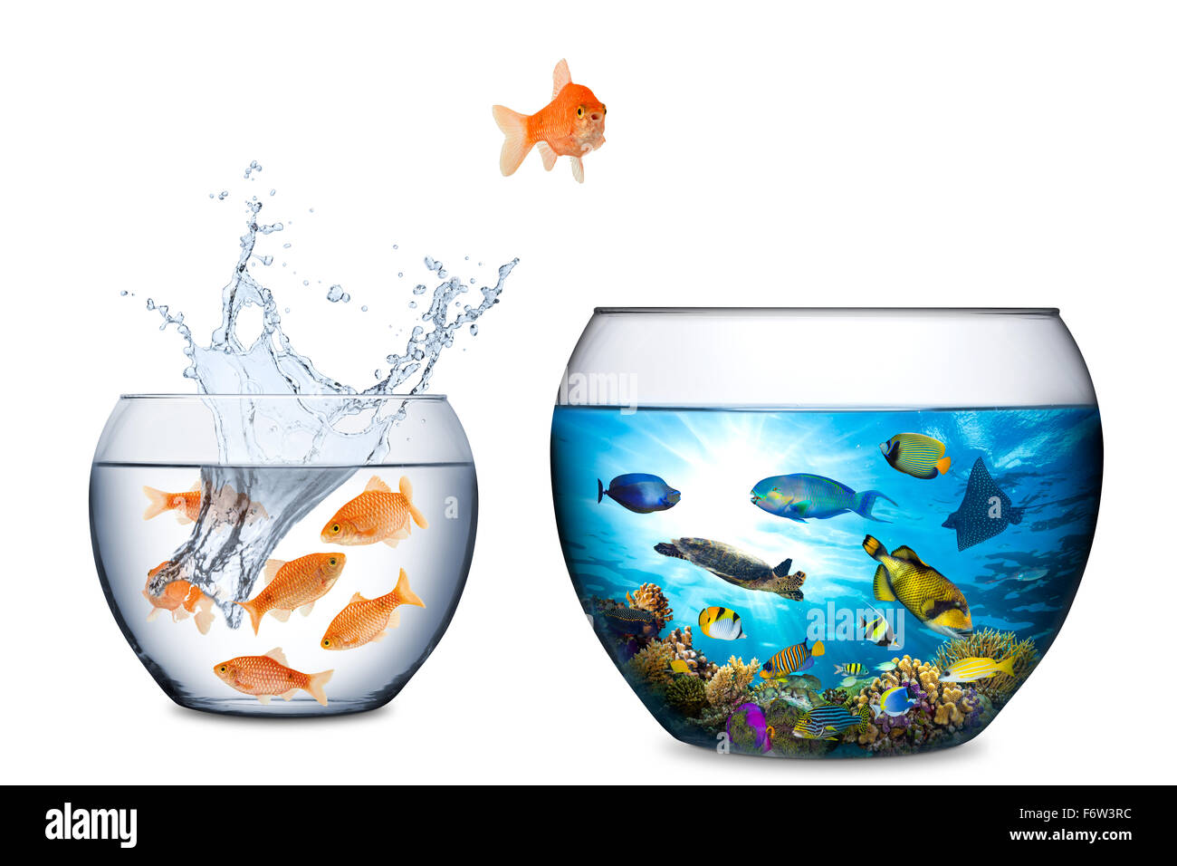 Goldfish concetto di fuga con grande barriera corallina fishbowl Foto Stock