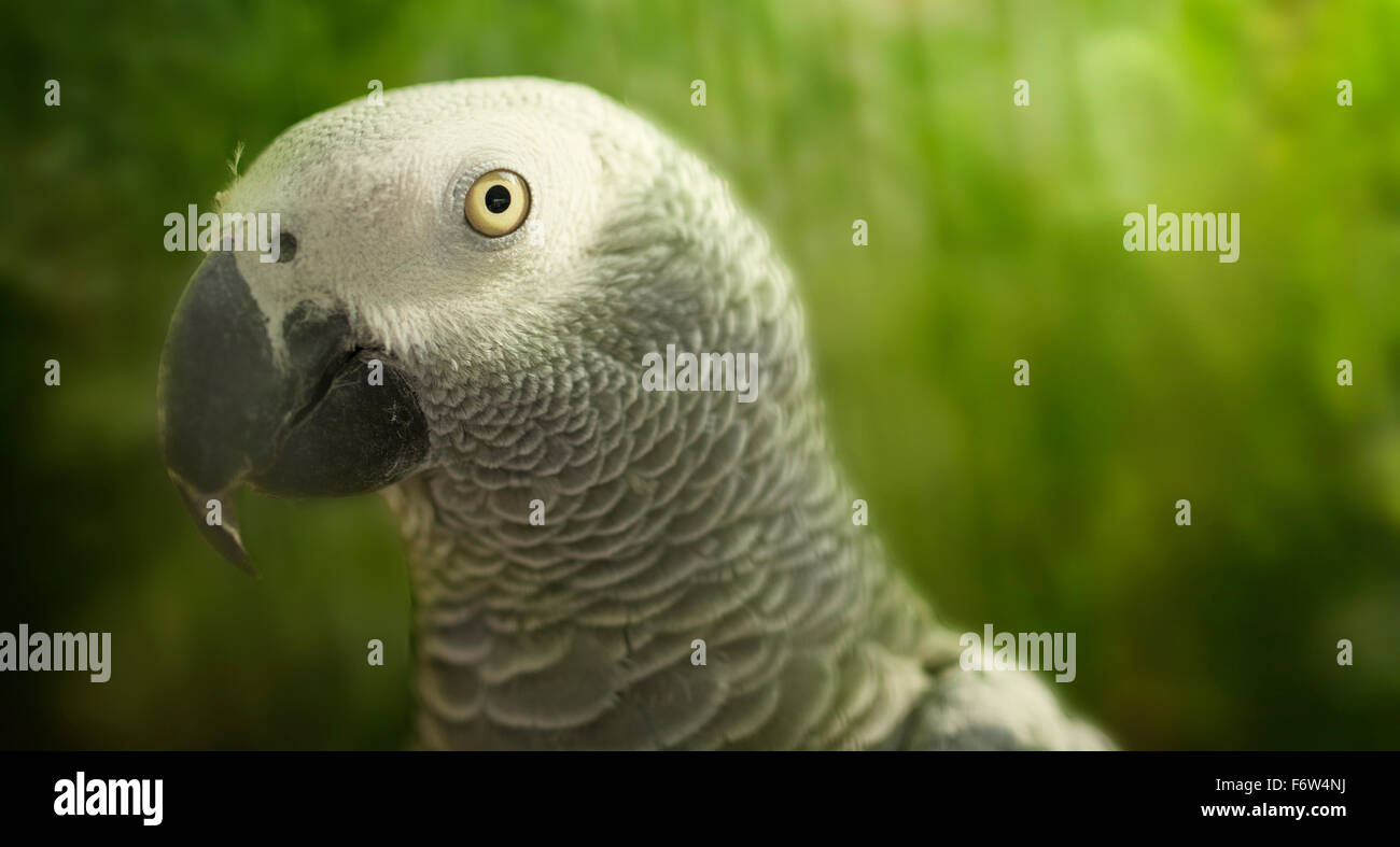 Pappagallo grigio africano appollaiato sul ramo in posizione di parcheggio Foto Stock