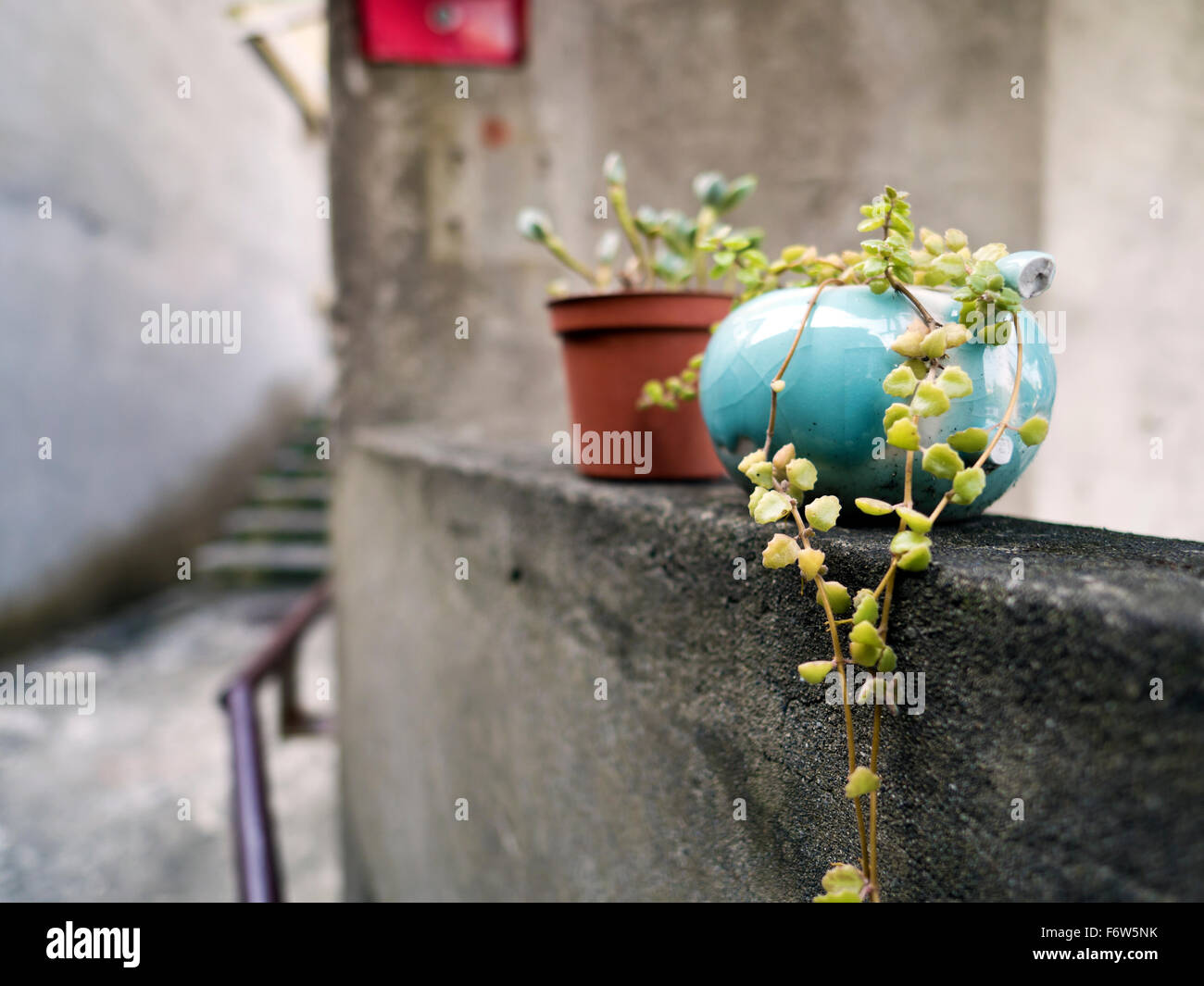 Pianta piccola pentola sulla parete,Taipei Foto Stock