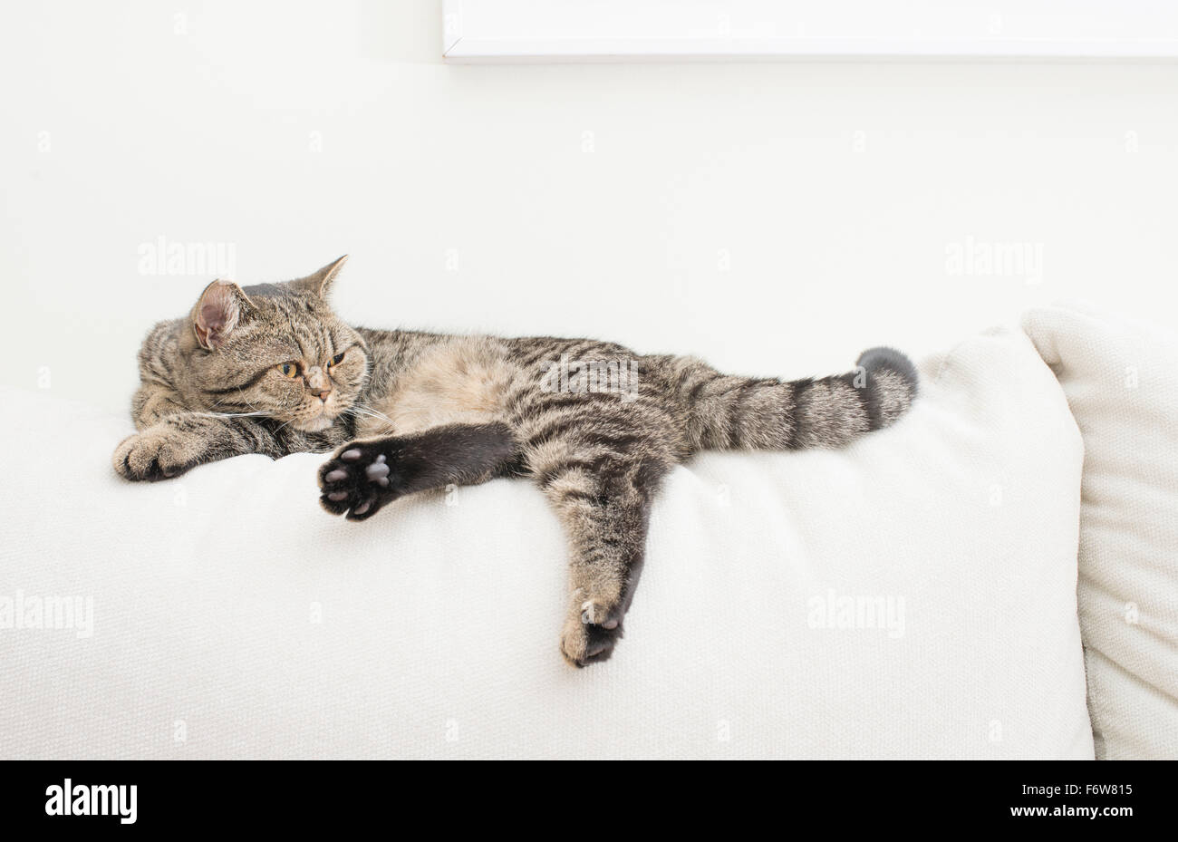 Cat in appoggio sul divano bianco in salotto. Foto Stock