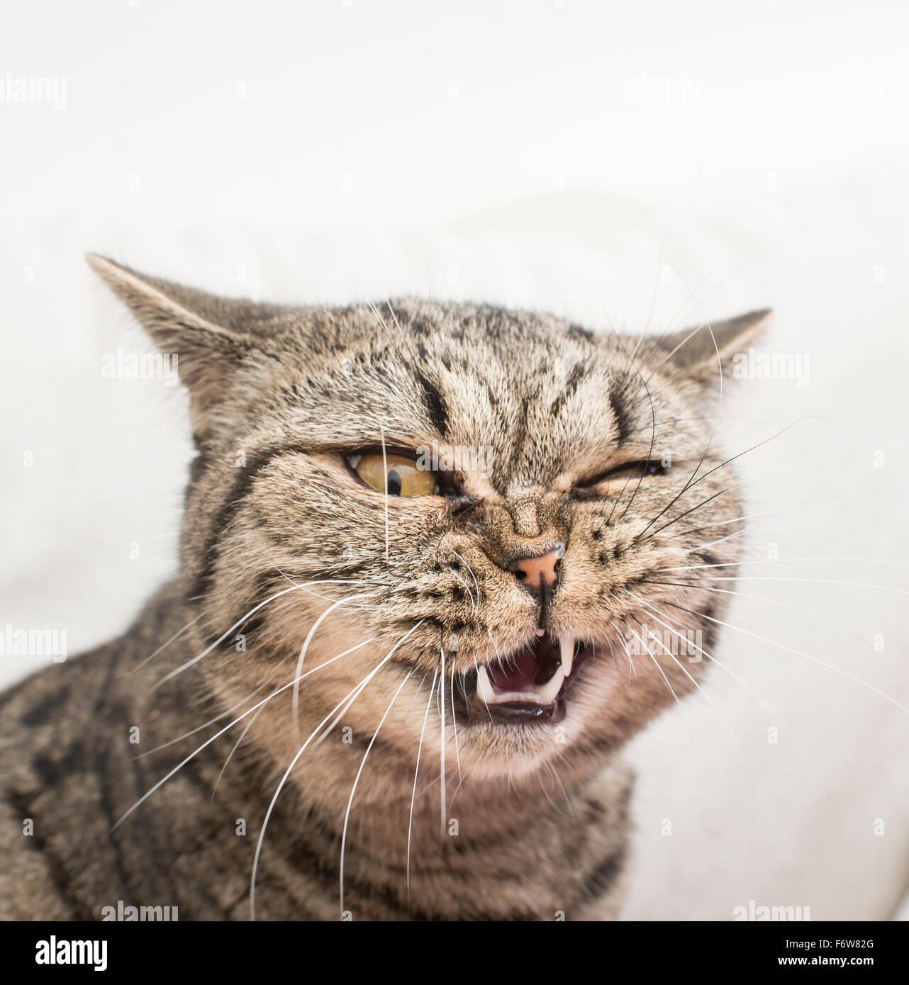 Gatto con divertenti e crazy espressione. La faccia di shock e disgusto. Foto Stock