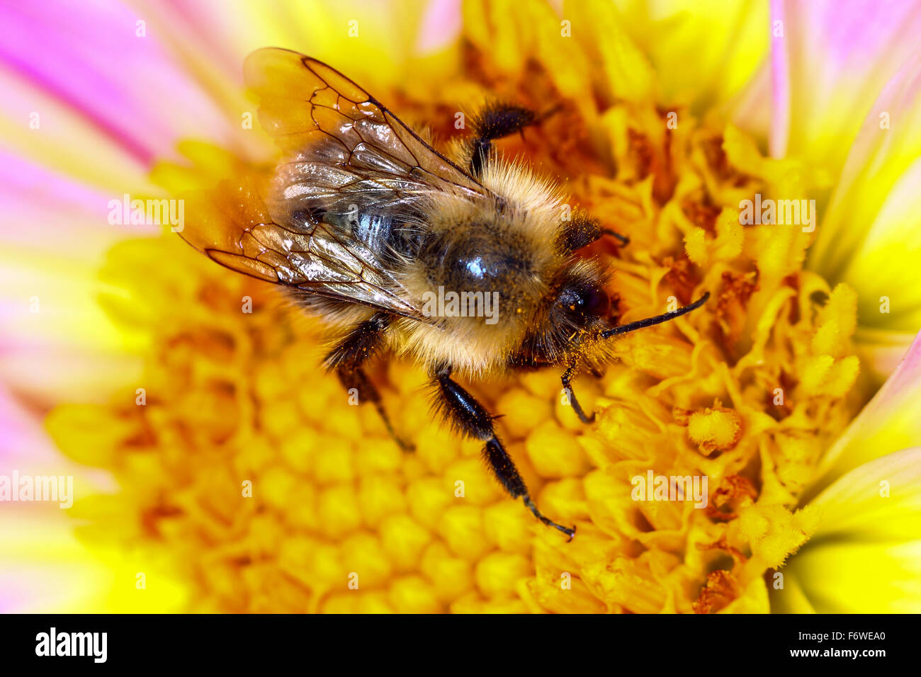 Close up di un ape impollinazione un colorato Fiore Dahlia testa Foto Stock