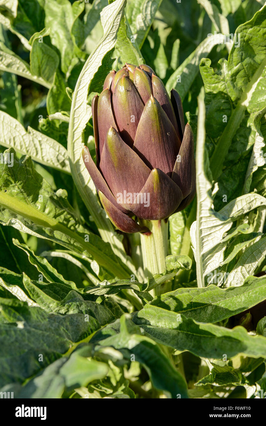 La Coltivazione Di Carciofi Autunno Senza Spine Nella Pianura Sull Isola Di Sardegna Foto Stock Alamy