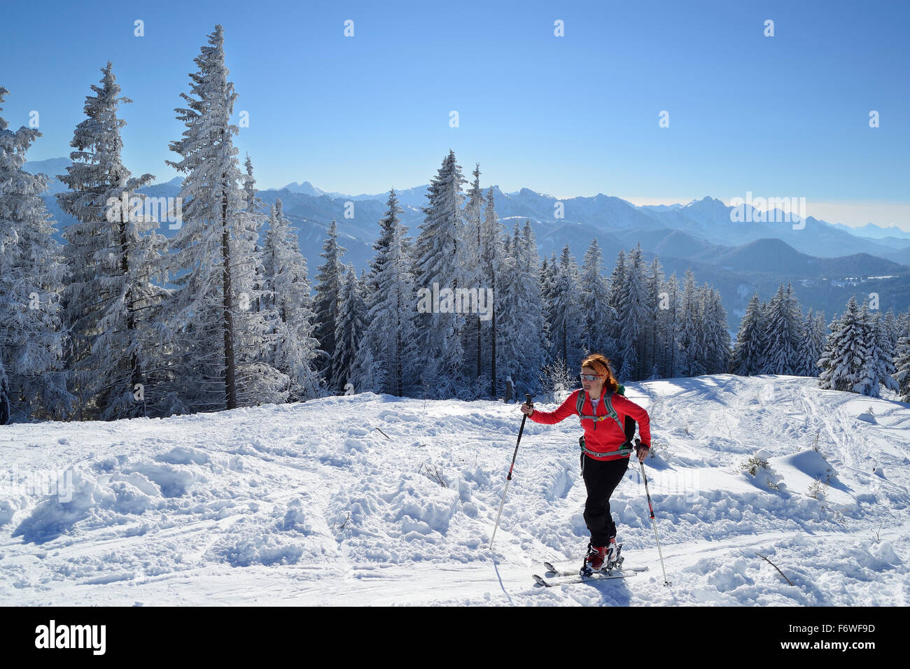La donna torna per sci di fondo crescente a Hoernle, Hoernle, Ammergauer Alpi, Alta Baviera, Baviera, Germania Foto Stock