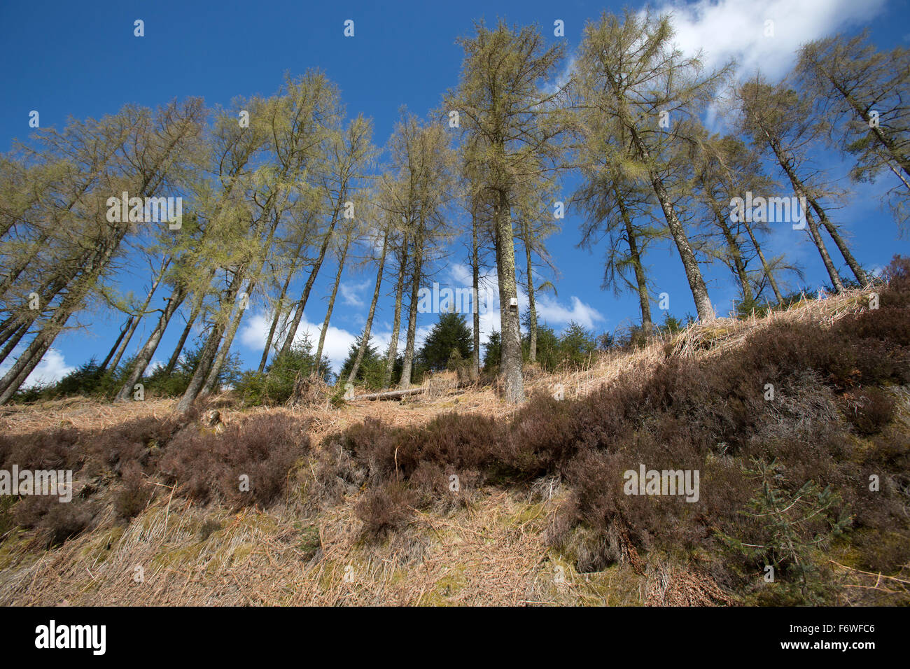 Trossachs, Scozia. Vista pittoresca di pini situato sul Forest Drive della Queen Elizabeth Forest Park. Foto Stock