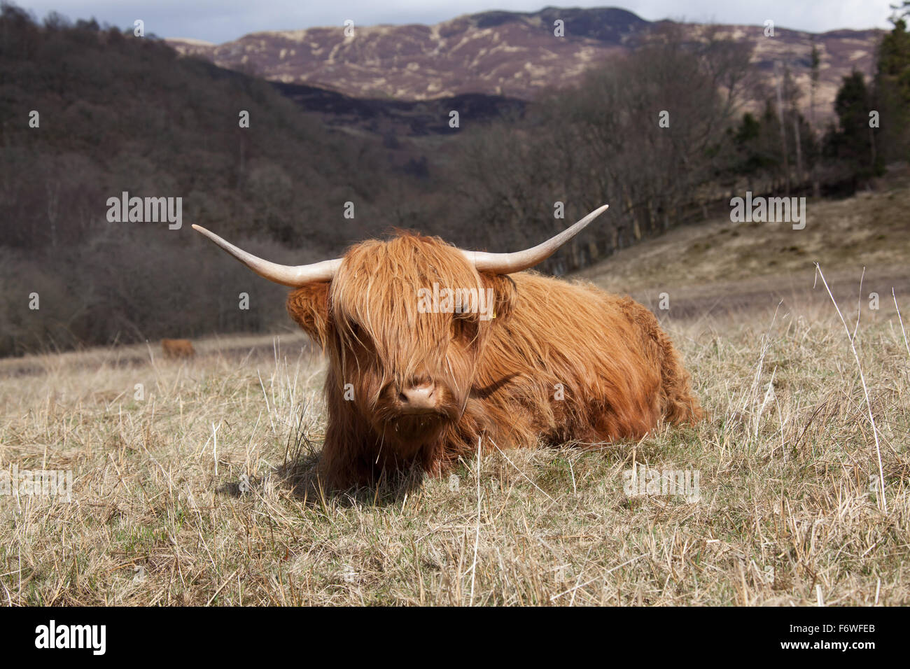 Trossachs, Scozia. Vista pittoresca del whisky Highland vacche in appoggio e il pascolo in un campo nella foresta di Achray. Foto Stock