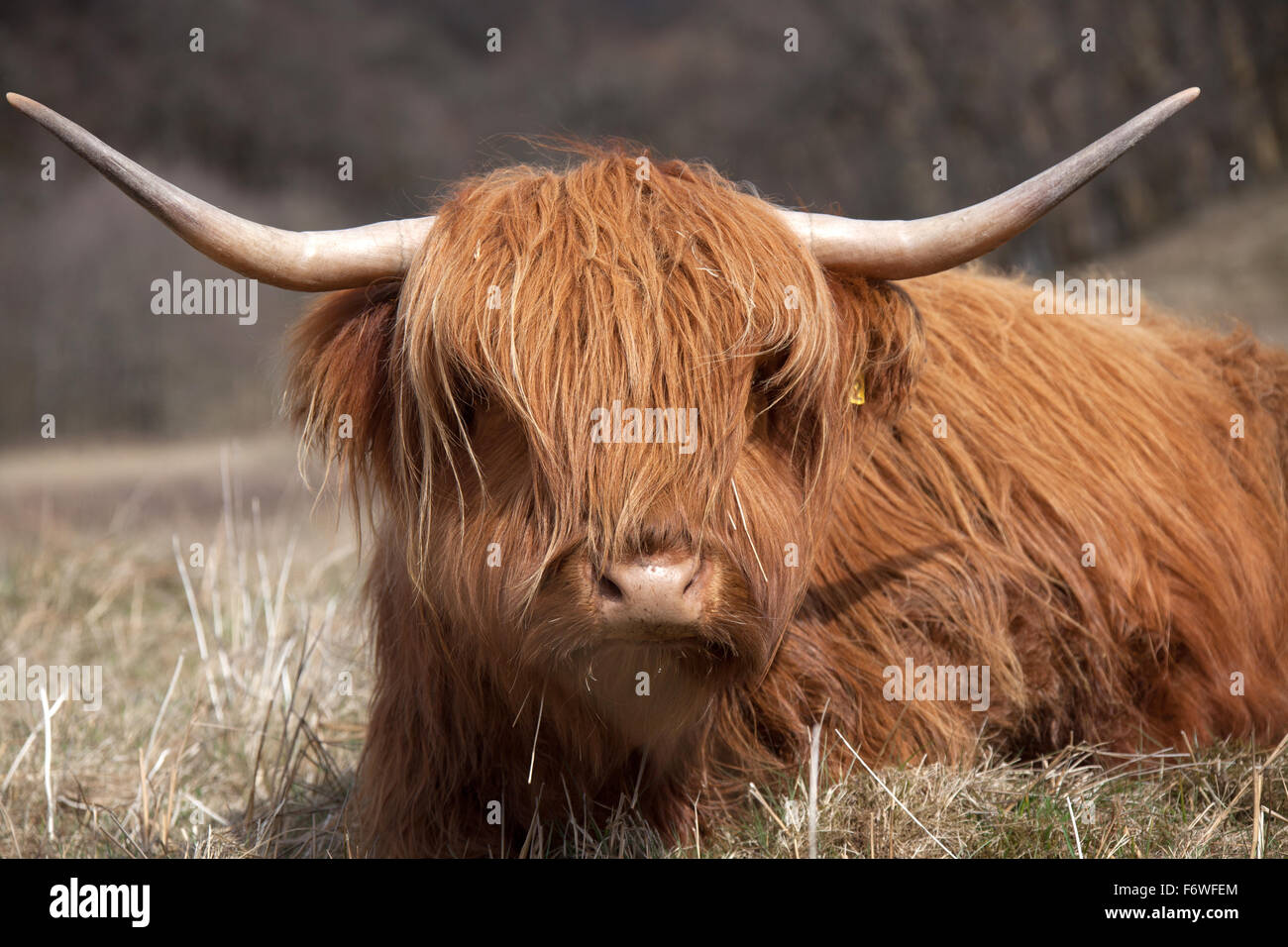 Trossachs, Scozia. Vista pittoresca del whisky Highland vacche in appoggio e il pascolo in un campo nella foresta di Achray. Foto Stock