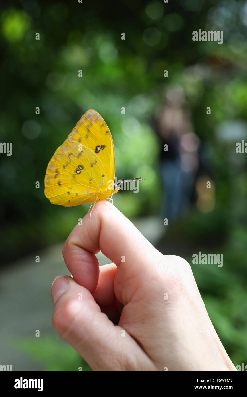 Giallo farfalla su una mano, Butterfly House e Giardino Botanico di Lipsia, Sachsen, Deutschland Foto Stock