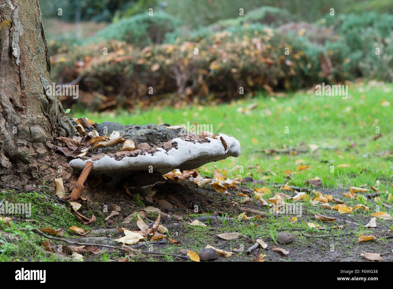 La staffa di vecchio fungo alla base di un cavallo giapponese castagno a RHS Wisley Gardens, Surrey, Inghilterra Foto Stock