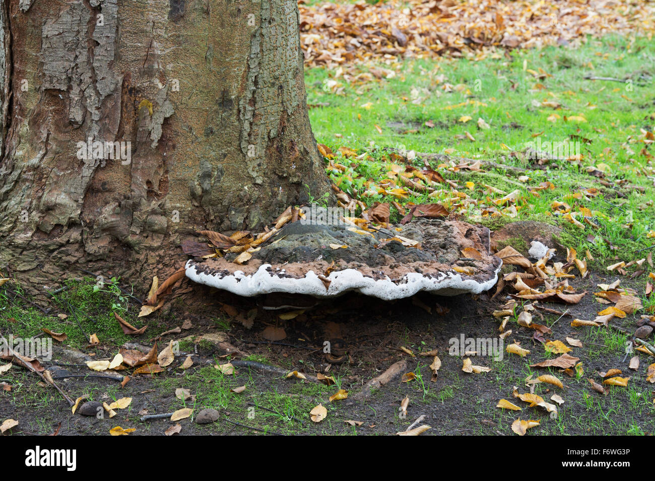 La staffa di vecchio fungo alla base di un cavallo giapponese castagno a RHS Wisley Gardens, Surrey, Inghilterra Foto Stock