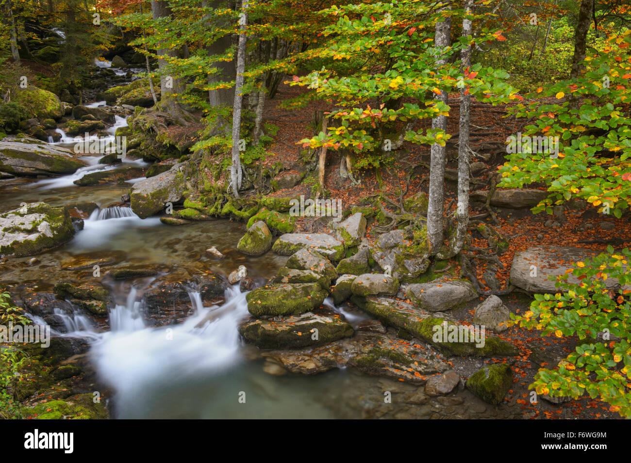 Autunno nel bosco con foglie colorate e un mountainstream, Haute Savoie, Francia. Foto Stock