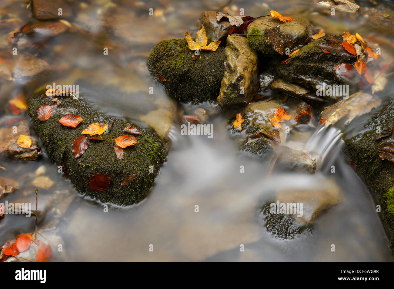 Foglie di autunno sul bagnato di massi nel flusso, con motion blur, Haute Savoie, Francia. Foto Stock