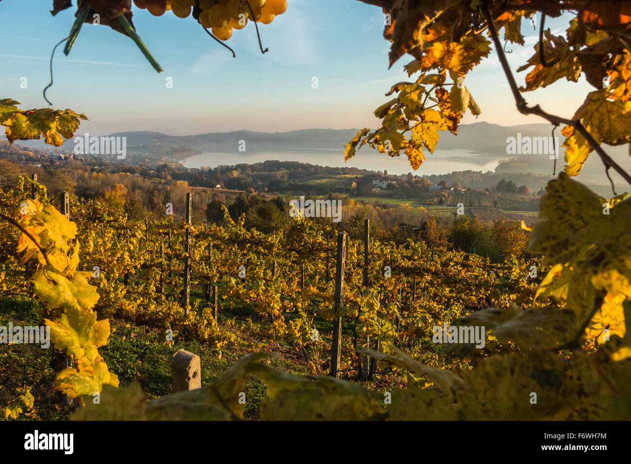 Vigneti di Piemonte Italia che si affaccia sul lago di Viverone Italia vigneti di Erbaluce vino bianco Foto Stock