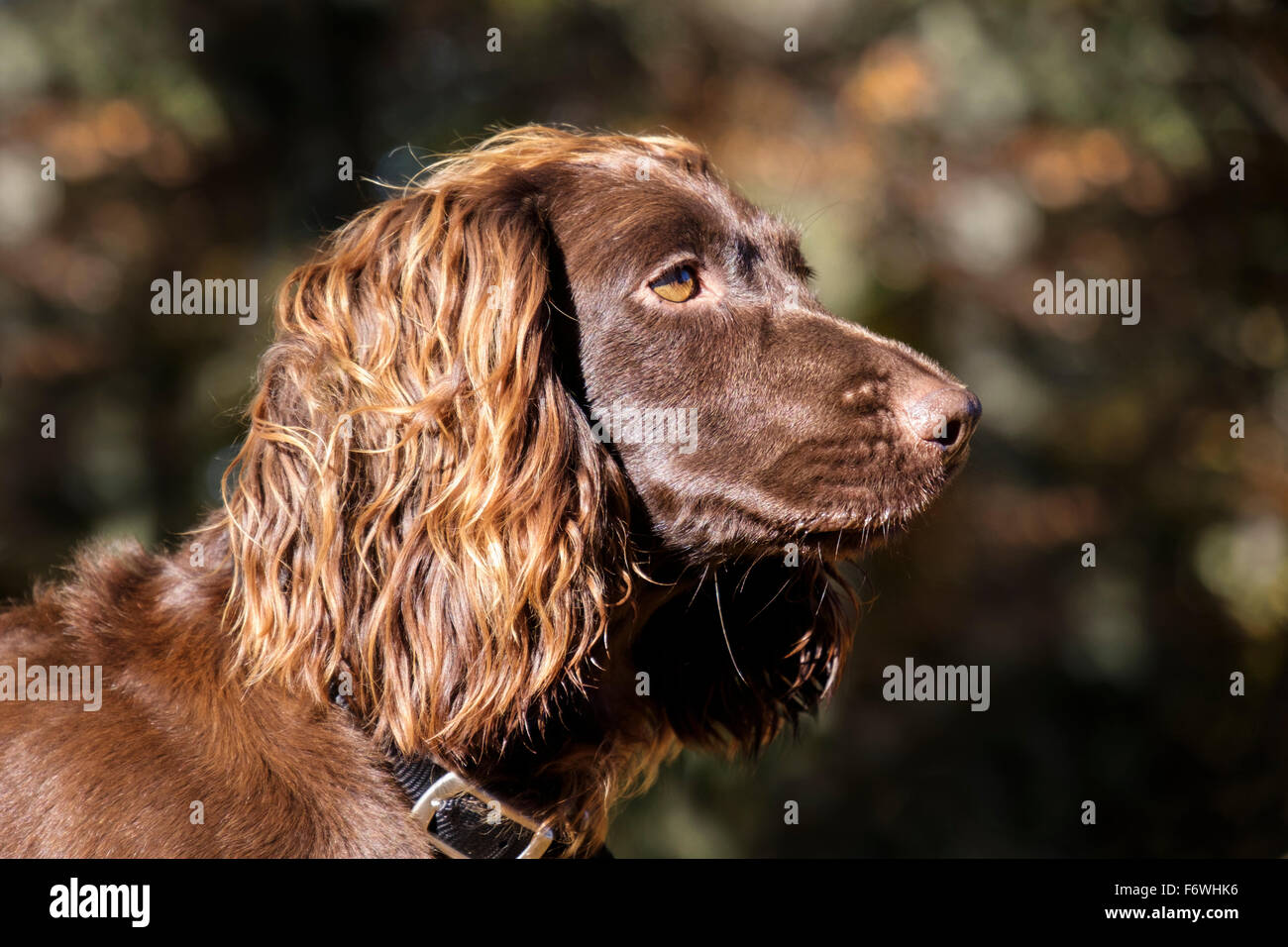 Chocolate Brown (fegato) English Cocker Spaniel cane testa ritratto vista laterale all'esterno. Scozia UK Gran Bretagna Foto Stock