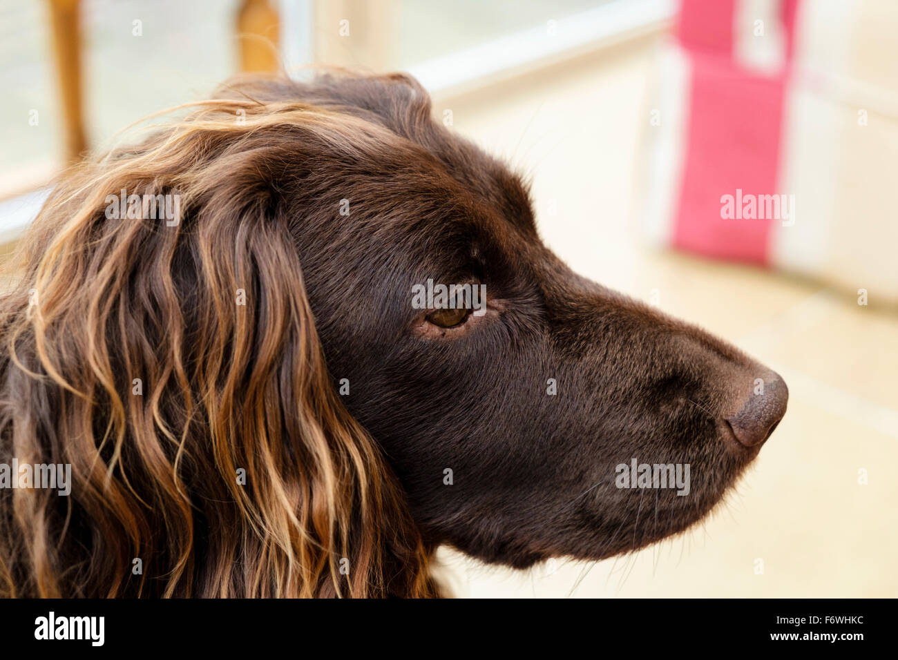 Chocolate Brown (fegato) English Cocker Spaniel cane testa ritratto vista laterale in ambienti chiusi. Regno Unito Gran Bretagna Foto Stock