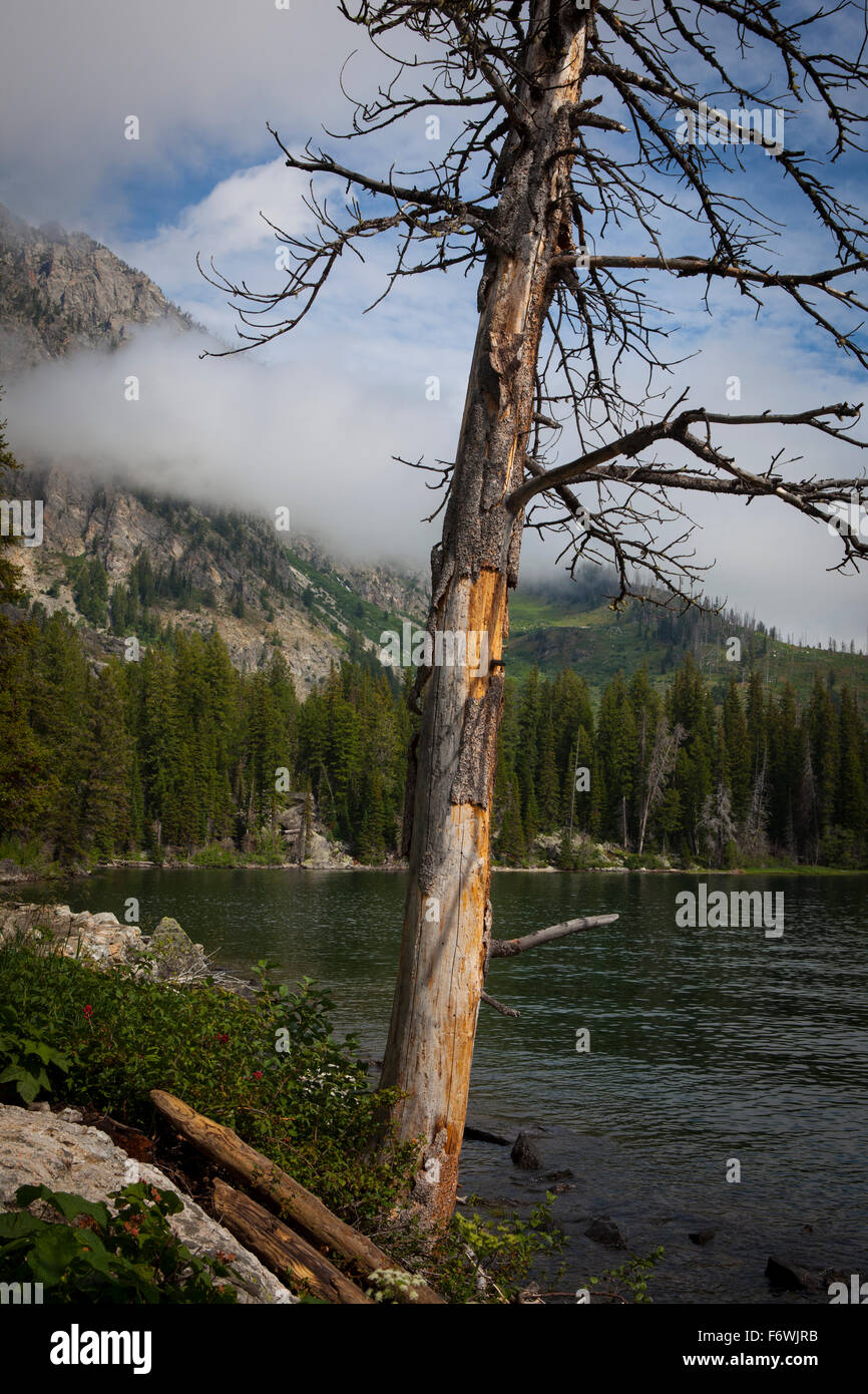 Jenny Lago Trail, al Parco Nazionale di Grand Teton, Wyoming Foto Stock