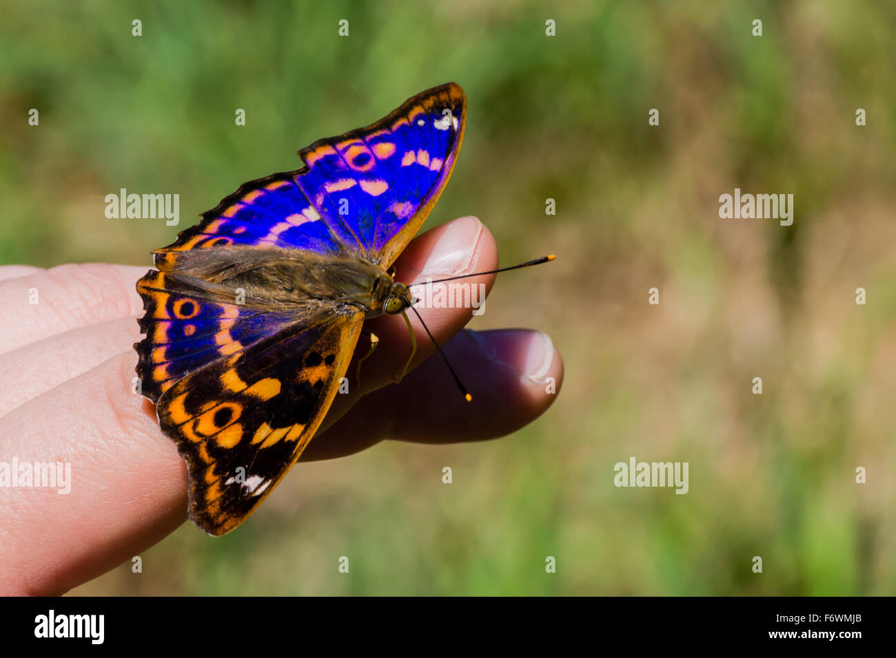 Farfalla con iridescenza blu ali in appoggio a portata di mano Foto Stock
