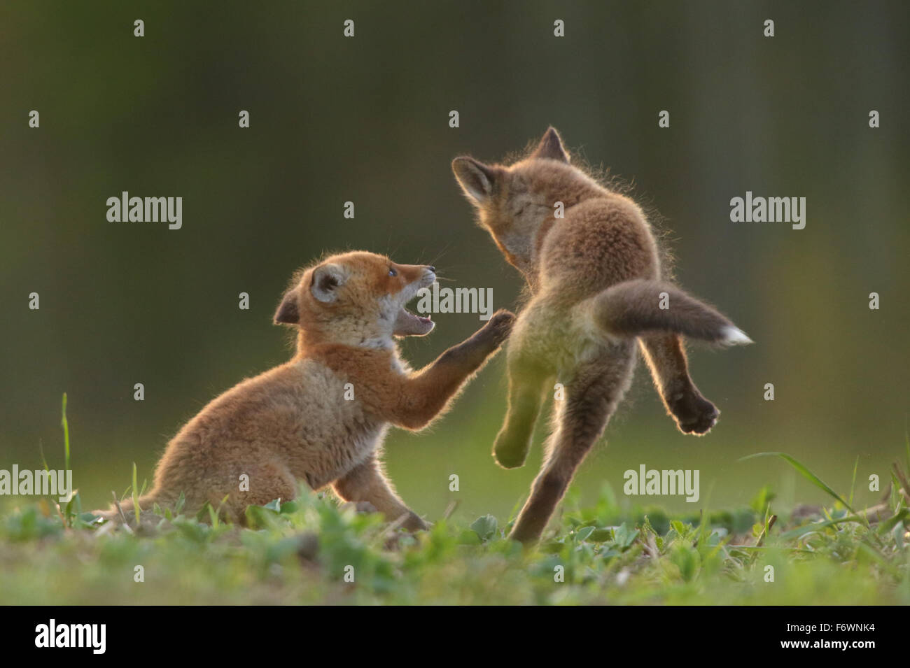 La riproduzione di colore rosso kit volpe (Vulpes vulpes). Europa Foto Stock
