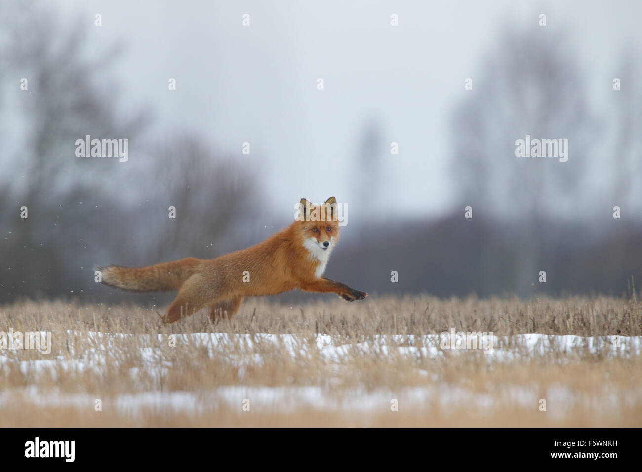 Jumping Red Fox (Vulpes vulpes vulpes) in accoppiamento stagione Foto Stock