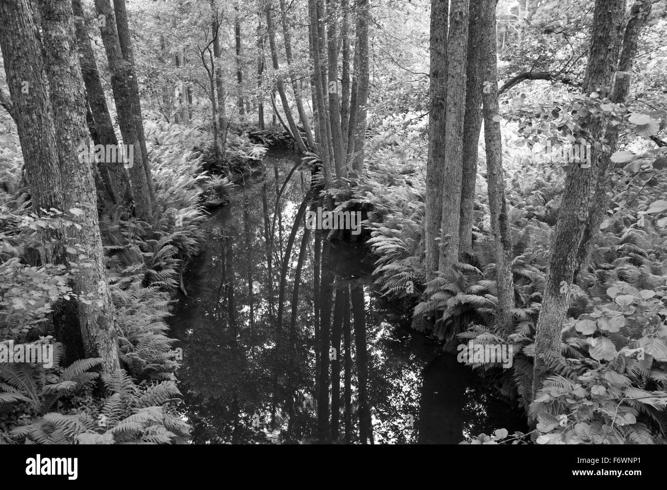 La foresta boreale con felci e fiume Altja. Foto Stock