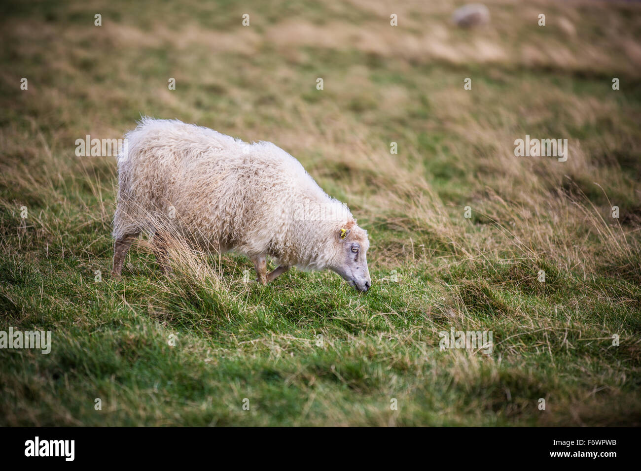 Pecore è a piedi in erba - Islanda Foto Stock