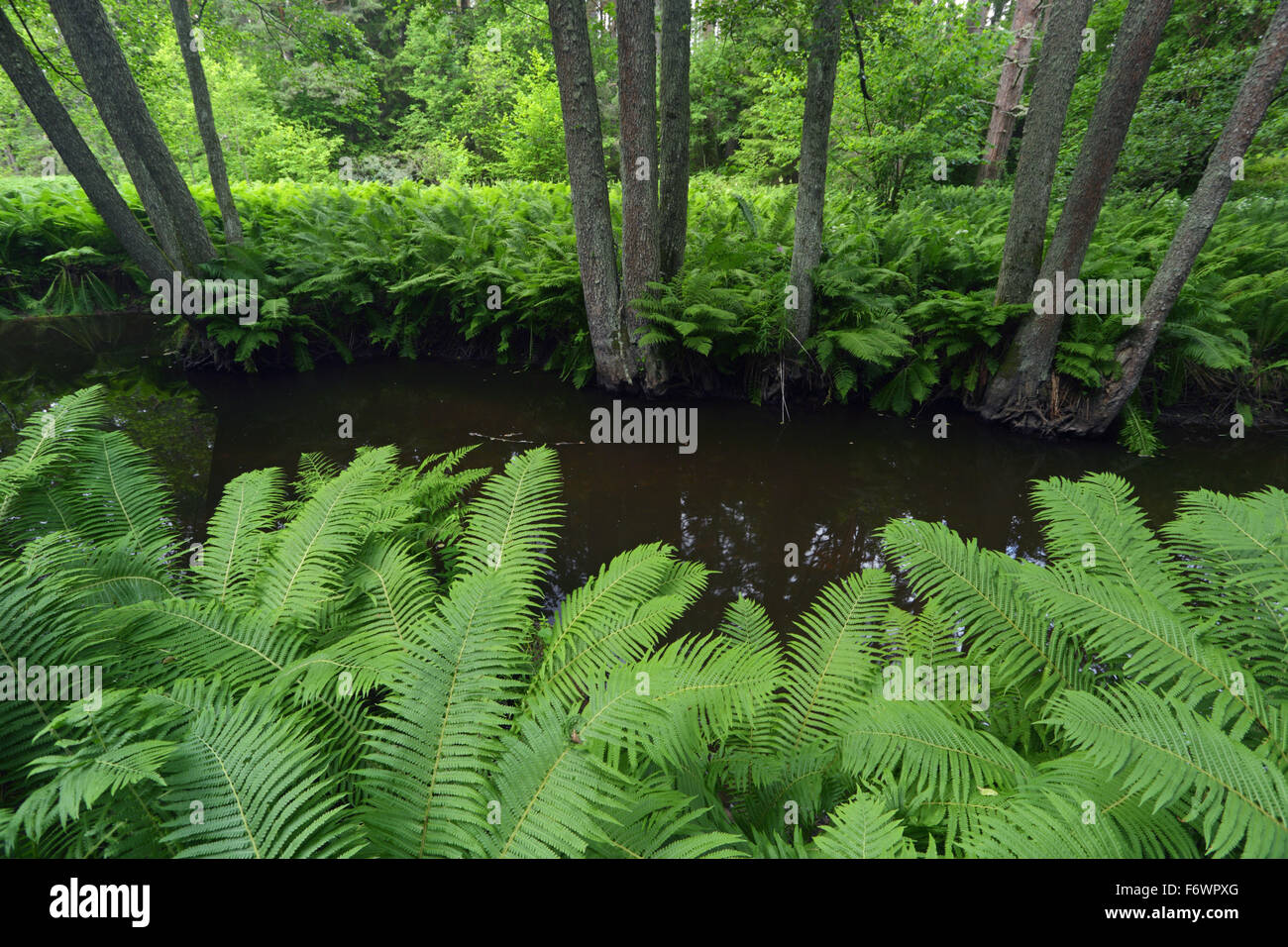 La foresta boreale con felci e fiume Altja. Foto Stock