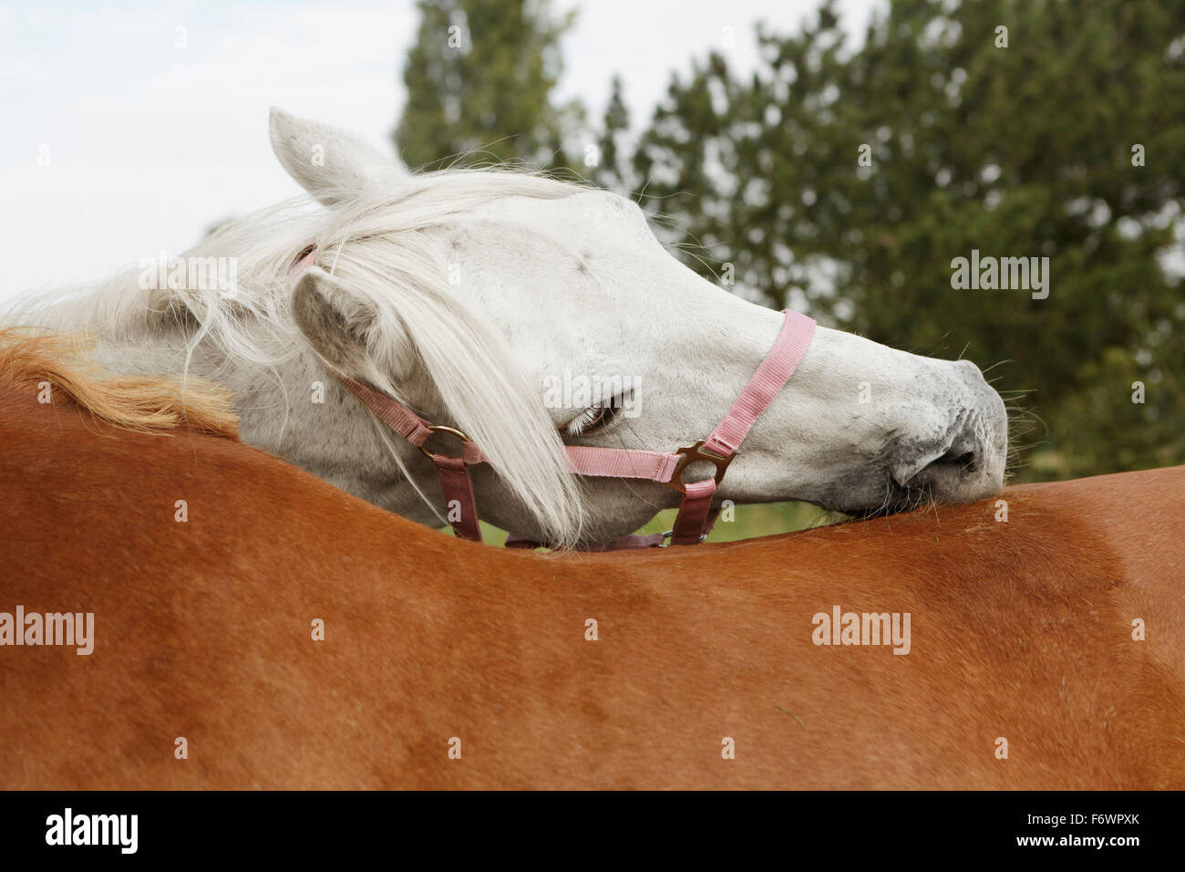 Due cavalli su un pascolo preen e mostrano come il loro affetto Foto Stock