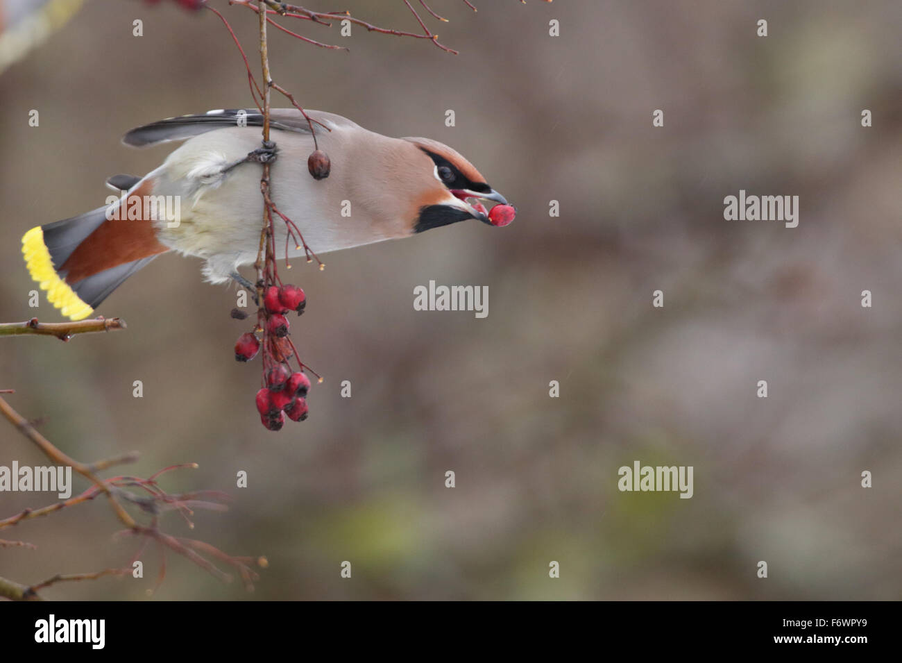 (Waxwing Bombycilla garrulus) alimentazione su bacche. Europa Foto Stock