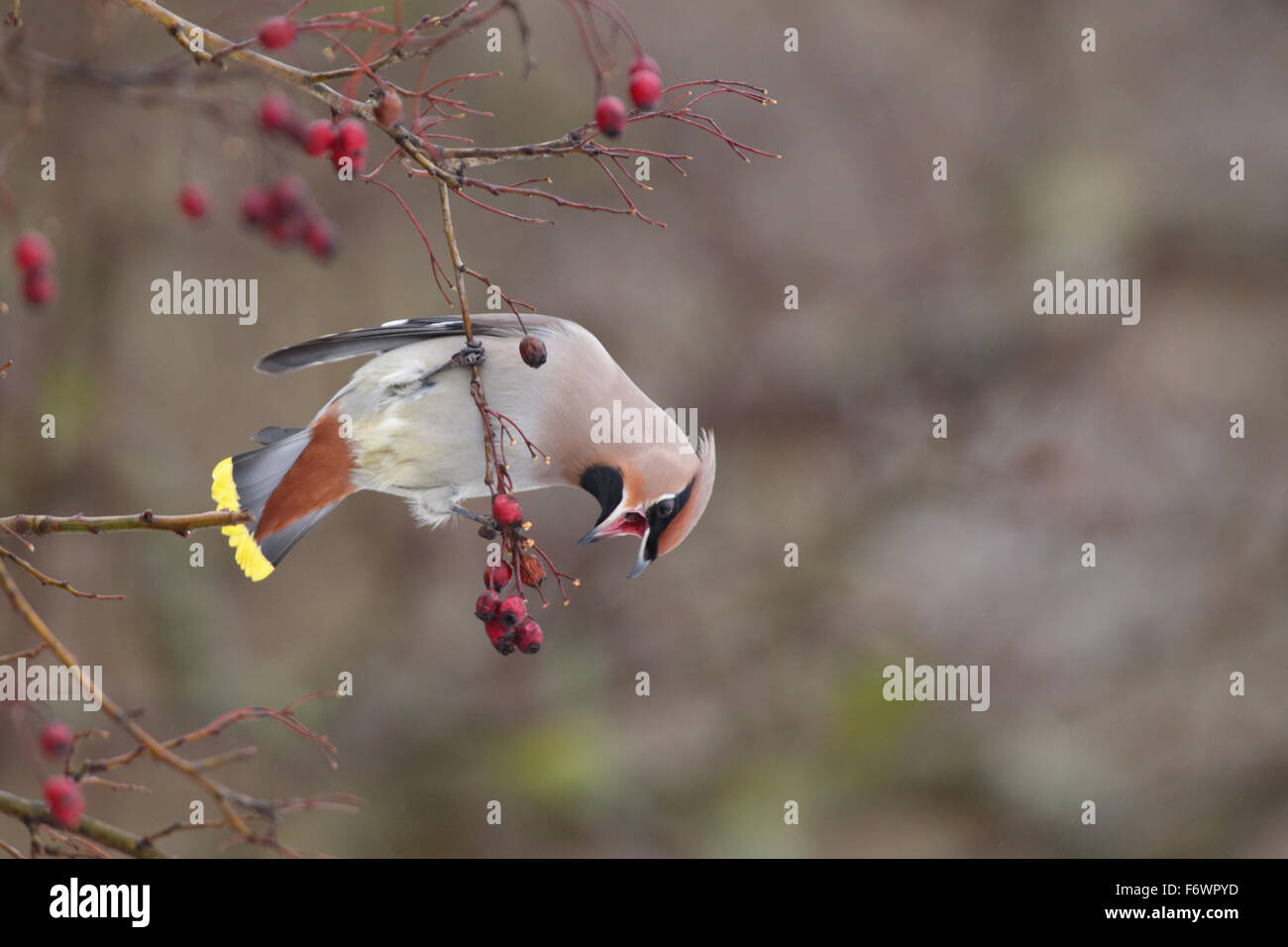 (Waxwing Bombycilla garrulus) alimentazione su bacche. Europa Foto Stock
