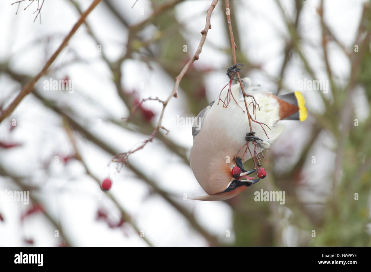 (Waxwing Bombycilla garrulus) alimentazione su bacche. Europa Foto Stock