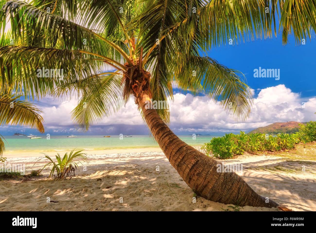 Palm tree su una spiaggia di Isola di Praslin, Seicelle Foto Stock