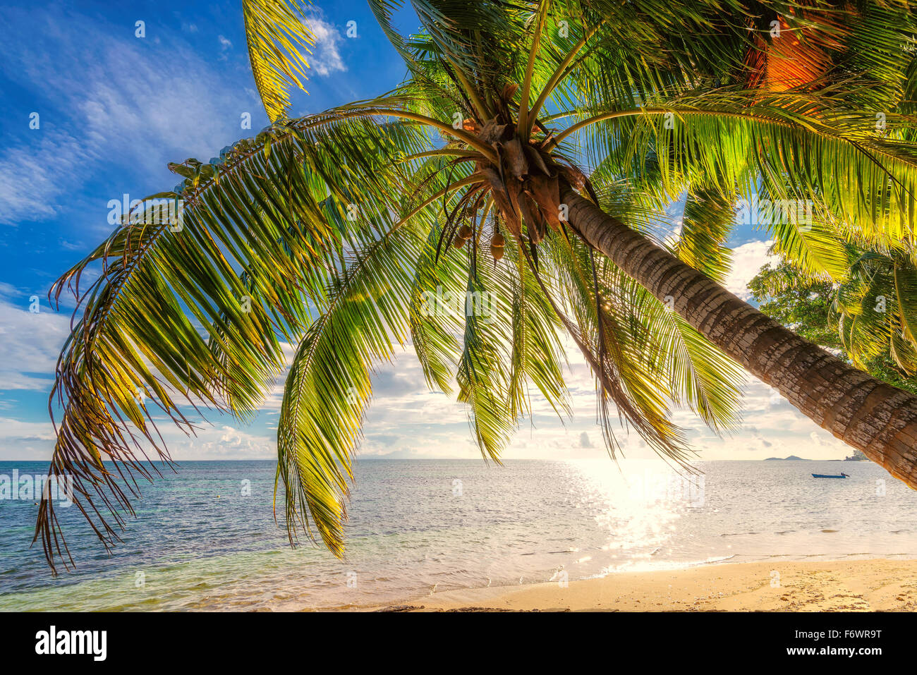 Costa Tropicale, spiaggia con appendere le palme Foto Stock