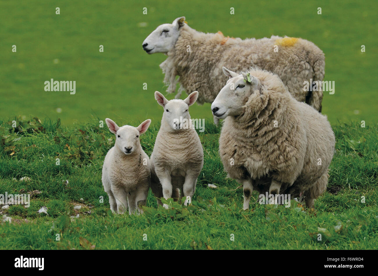 Pecore, altipiani del Sud, Scozia, Gran Bretagna Foto Stock