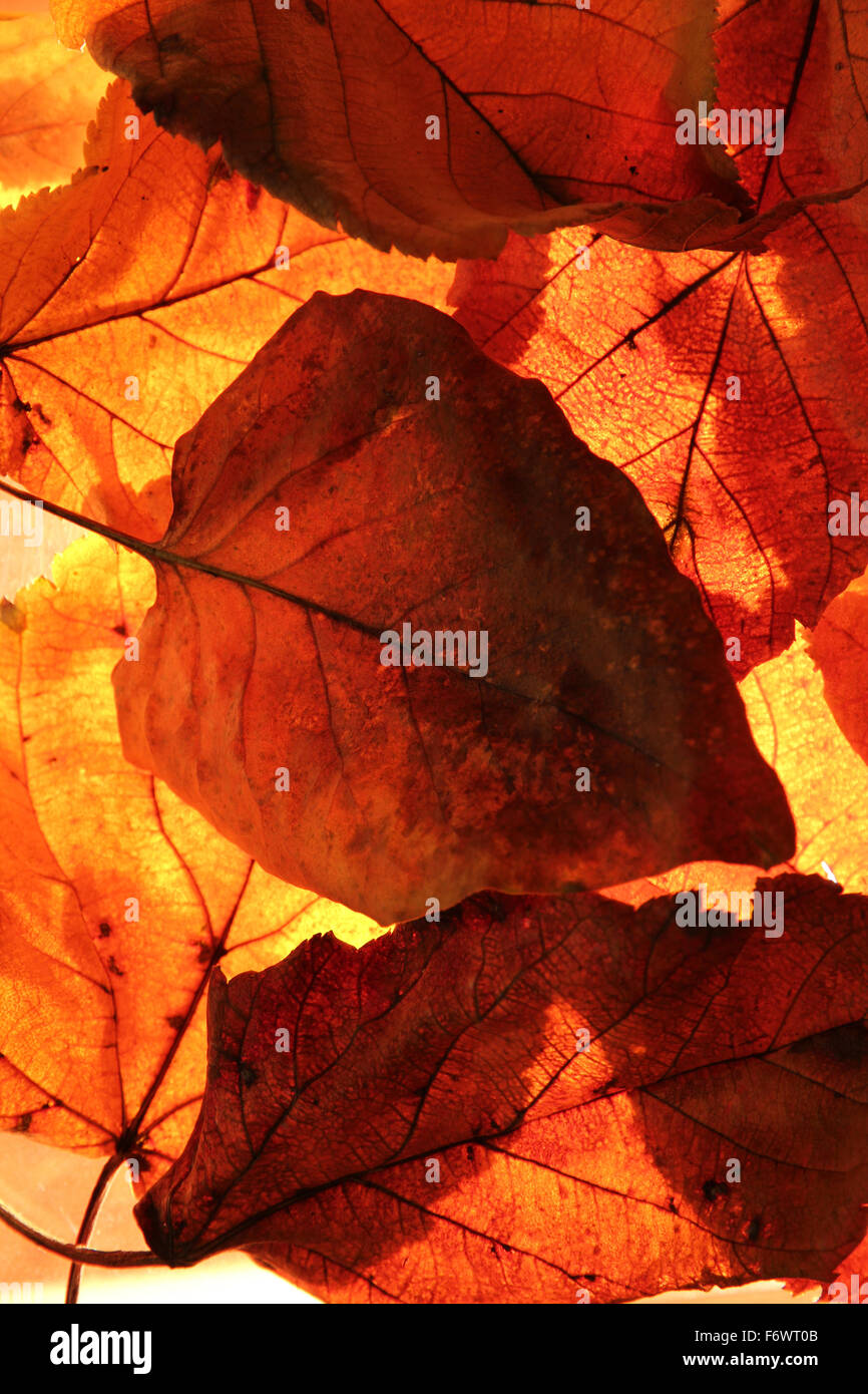 Retroilluminato con foglie di autunno Foto Stock