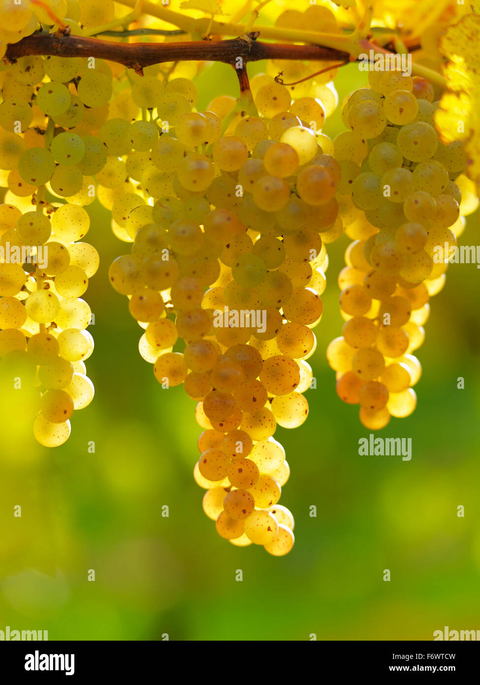 Canada,Ontario,Niagara sul lago, mature uve bianche sui tralci luce da luce solare. Le uve dei vigneti per la produzione di vino bianco. Foto Stock