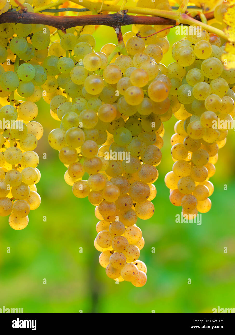 Canada,Ontario,Niagara sul lago, mature uve bianche sui tralci luce da luce solare. Le uve dei vigneti per la produzione di vino bianco. Foto Stock